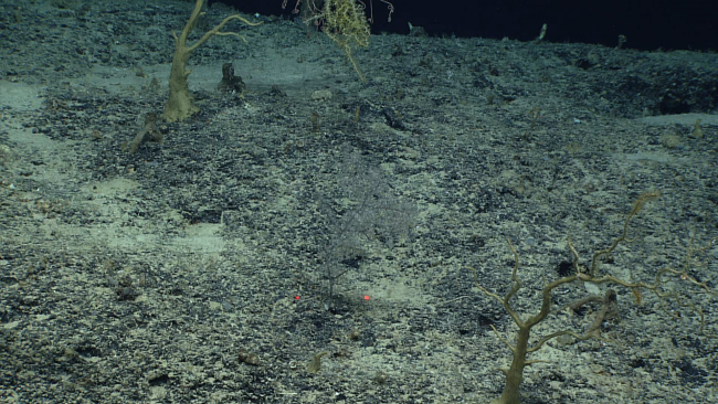 A nearly invisible octocoral bush is in the center of the image between thered laser dots