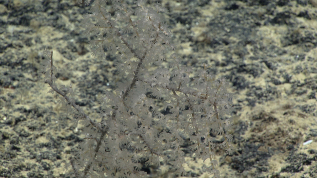 Although the black stalk and branches of the nearly invisible coral bush inimage expn4026 indicates a possible blackcoral, closer inspectionreveals octocoral polyps