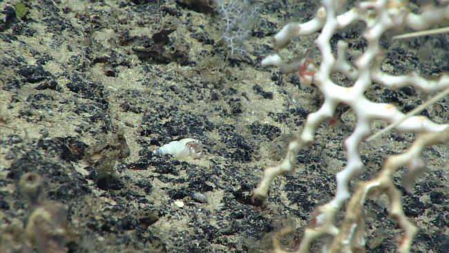 Branches of Madrepora oculata scleractinian coral on right with smallsquat lobster, and a small white gastropod shell with a hermit crab peeking out