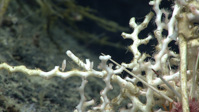 Branches of Madrepora oculata scleractinian coral on right with barnacles withcirri extended