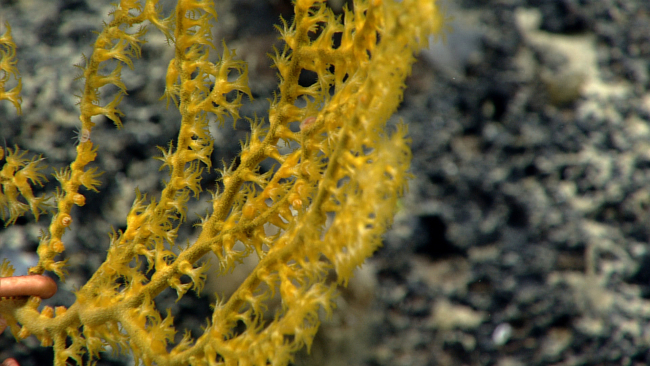 Yellow octocoral