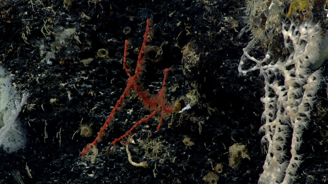 Small red octocoral
