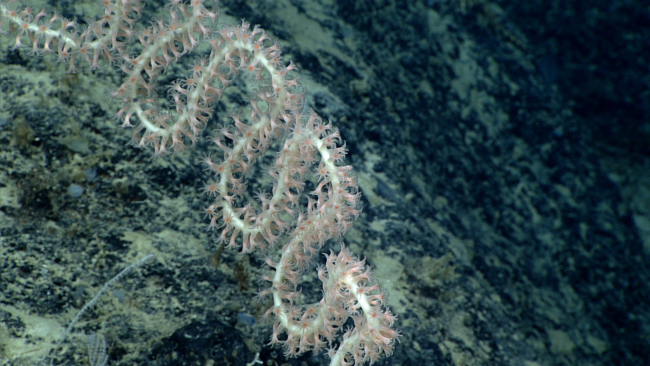 A looping bamboo whip coral