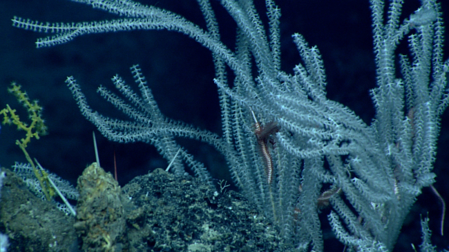 Bamboo corals with a few large brittle stars