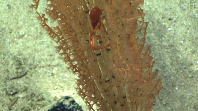 A bamboo coral bush with a red squat lobster