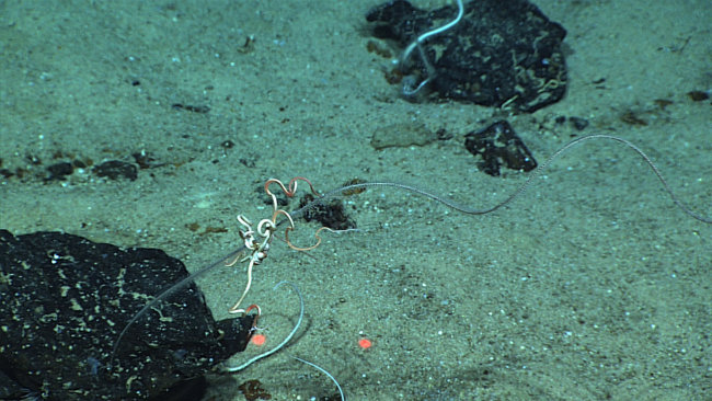 A brittle star on a black coral whip