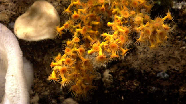 Bright yellow zoanthids covering a dead coral bush