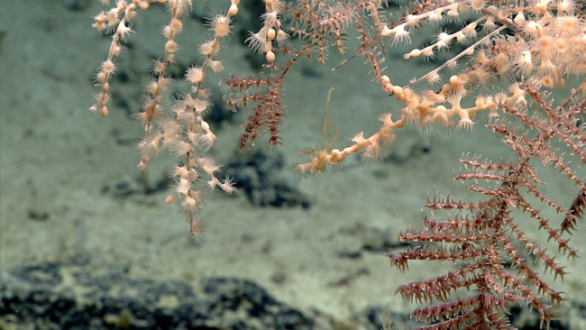 A black coral with reddish polyps and zoanthids covering dead coral branches