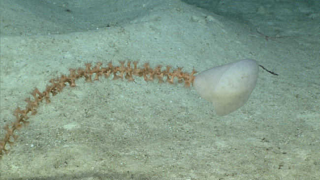 A sponge on a long stalk covered with flesh-colored zoanthids
