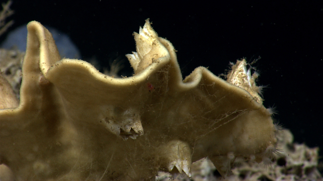 Closeup of a dead glass sponge with large sessile barnacles