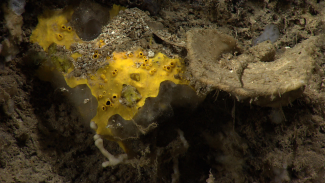 A yellow encrusting sponge