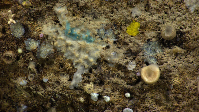 A variety of colorful encrusting sponges in relatively shallow water (approximately 600 meters