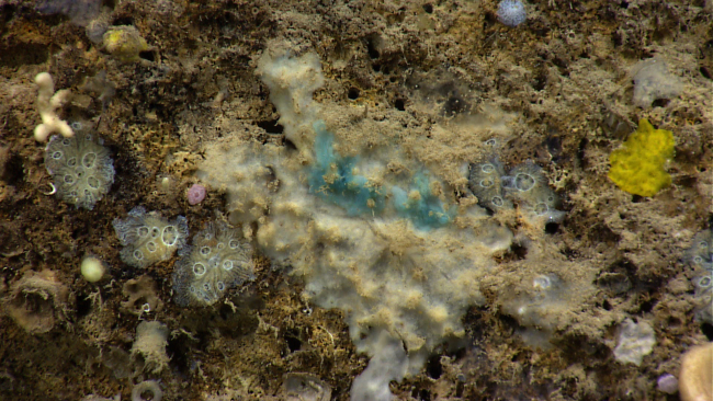 A closer view of the colorful sponges in image expn4121