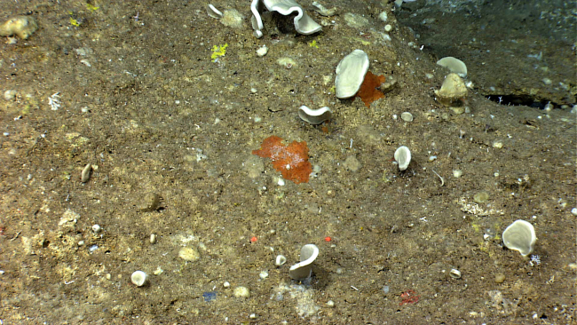 Small pork chop like sponges and yellow, blue and orange encrusting spongesat about 600 meters depth