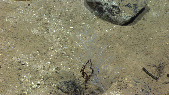 A carnivorous sponge with polychaete worms