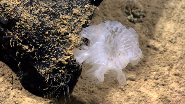 A glass sponge with numerous tentacle like appendages and a smallwhite feather star crinoid