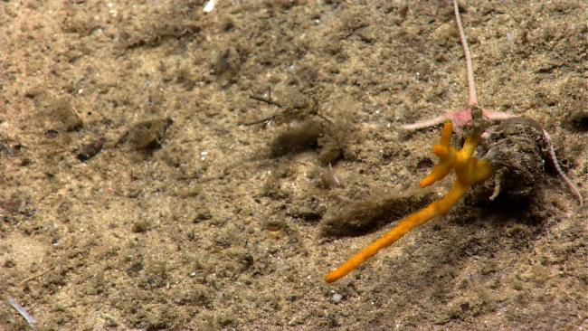 A small yellow branching sponge and a brittle star