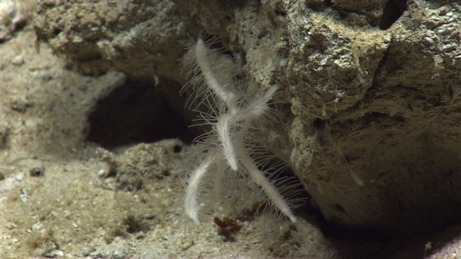 A robust appearing carnivorous sponge at about 2000 meters