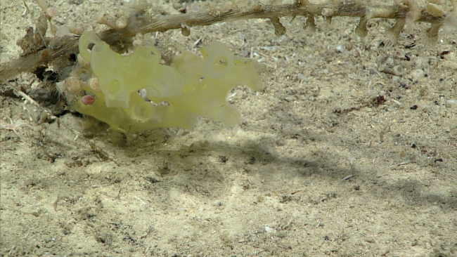 A yellowish glass sponge at about 915 meters depth