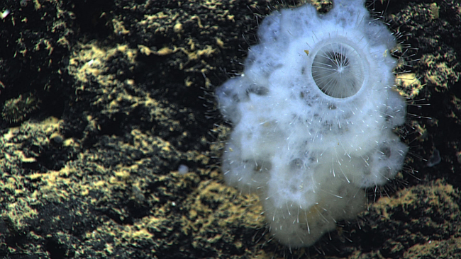 A beautiful glass sponge with a perfectly round opening at its top