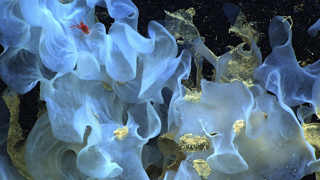 Glass sponge with crenulated appearance