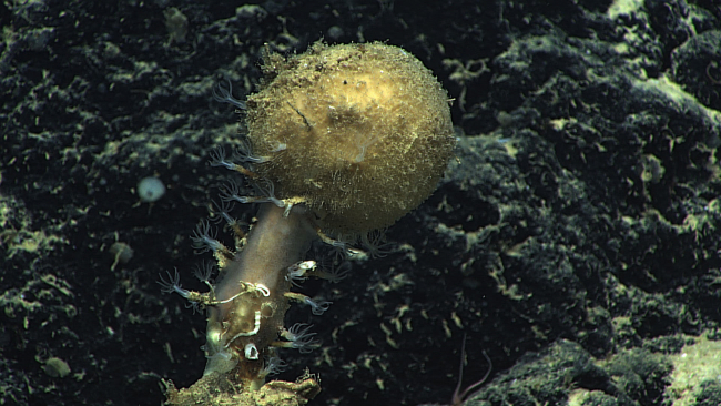 Closeup of the stalked spherical sponge seen in image expn4163