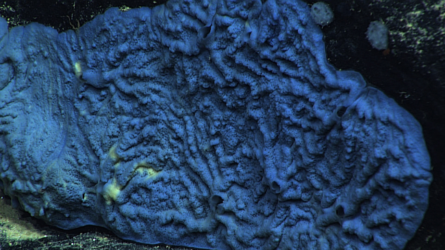 A blue encrusting sponge at about 1200 meters