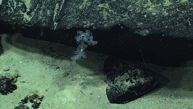 Glass sponge, possibly Farrea occa, on the underside of a ledge at about 1000meters