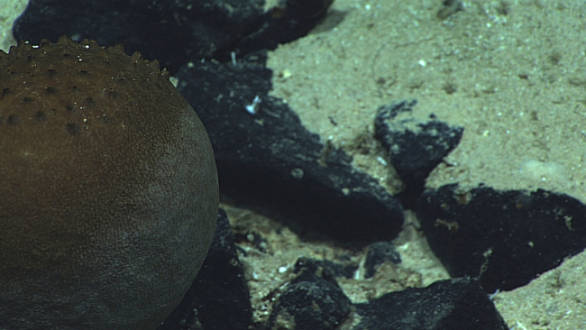 A globular melon sponge that looks like a basketball sitting on the seafloor atabout 1000 meters