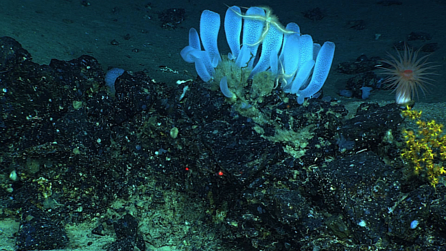 A boquet of Venus flower basket glass sponges with associated large whitebrittle stars, a large white anemone with red mouth area, and yellow zoanthids