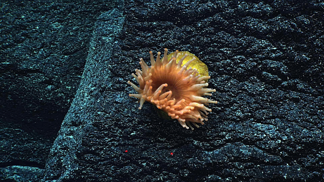 An orange anemone with a yellow column on a black rock surface