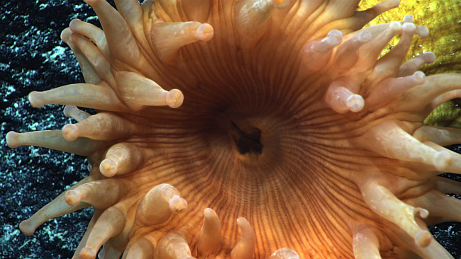 Closeup of orange anemone with a yellow column