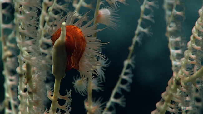An anemone with a red column attached to a bamboo coral