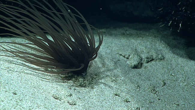 A cerianthid tube anemone on a sand bottom in an area of  strong current