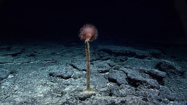 A large pinkish red anemone attached to the stalk of what appears to be a deadsponge