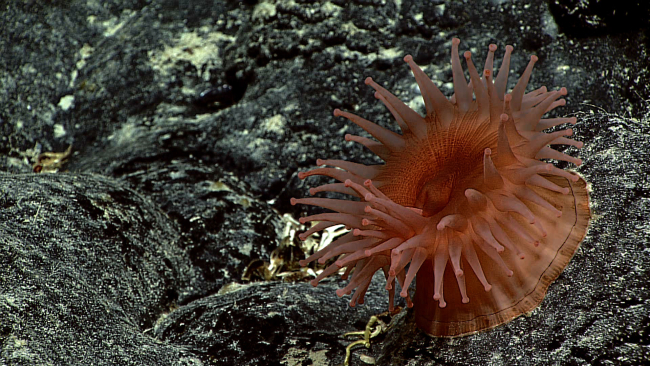 A large reddish orange anemone
