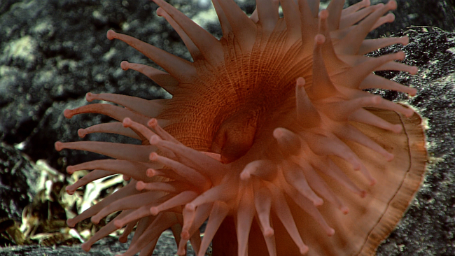 Closeup of a large reddish orange anemone