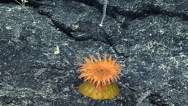 The same species of orange anemone with a yellow column as seen inimage expn4175