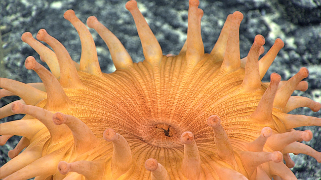Closeup of the oral and same anal orifice of the orange anemone seen in imageexpn4187