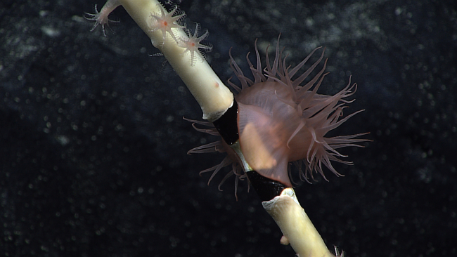 A pinkish brown anemone attached to a coral branch