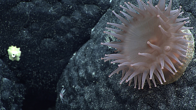 A pinkish white anemone with what appears to be a somewhat translucent column
