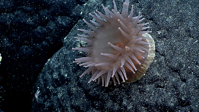 A pinkish white anemone with what appears to be a somewhat translucent column