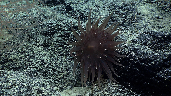 A brown anemone with white dots at the end of its tentacles on a black rocksurface