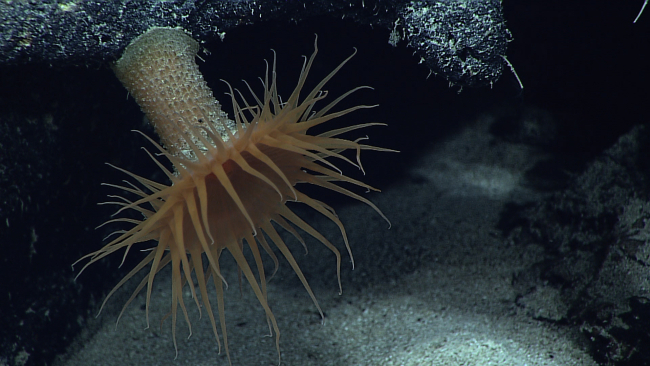 An orange brown anemone with a fairly long column that is covered with regularly spaced bumps