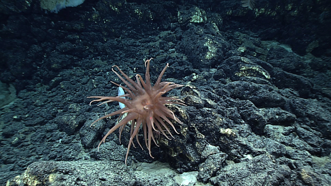 Another odd brown anemone with a seemingly assymetric structure