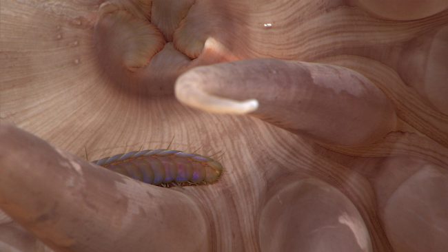 A scale worm living in an anemone quite close to its oral/anal orifice