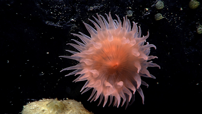 A beautiful peach colored anemone on deep black rock surface