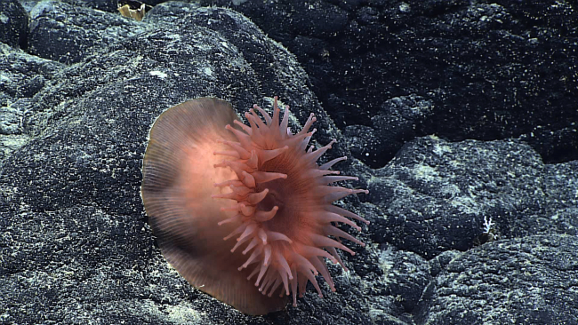 A peach-colored anemone with a relatively large pedal column