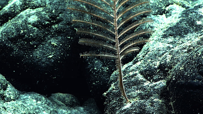 Polyps of the black coral bush seen in image expn4211