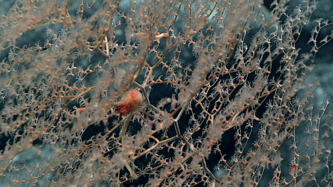 A red round squat lobster in a bamboo coral bush